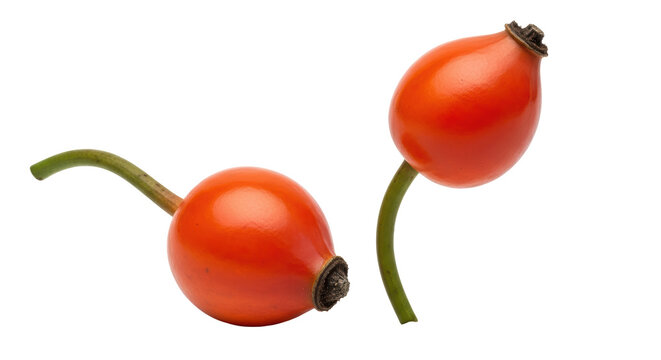 Isolated Rose Hips on White Background
