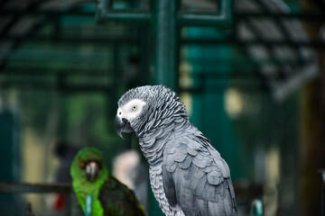 The grey parrot (Psittacus erithacus), also known as the Congo grey parrot or African grey parrot, parrot with green background sitting on the branch