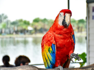 Large red scarlet macaw (Ara macao) perched on a branch. Select and soft focus.