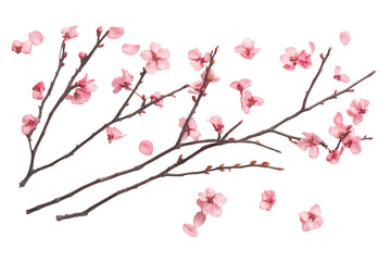 Delicate pink cherry blossom branches with falling petals isolated on transparent background