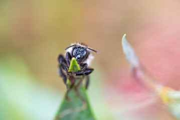 Wild Bee clinging on to a leaf.
After a rainshower a wild bee is clinging on to aleaf to dry its wings.
