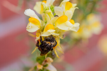 A large earth bumblebee (Bombus terrestris), still wet from the recent rainshower, continuing collecting nectar from one of their favorite blossoms. Linaria vulgaris, the yellow toadflax.