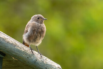 A female black redstart (Phoenicurus ochruros) looking for bugs and insects in our garden.