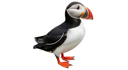 Isolated Puffin