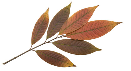 Isolated Tree leaves