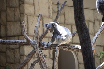an awake koala