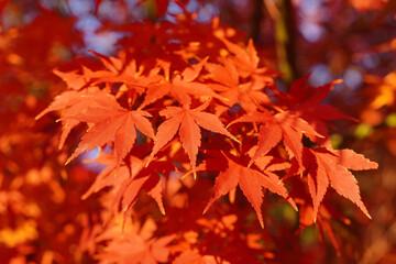 Close-up of vibrant red maple leaves illuminated by sunlight, showcasing the autumn season's beauty.