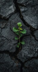 A resilient green sprout pushes through dark, cracked earth, symbolizing life's tenacity amidst hardship