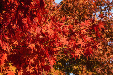 Close-up of vibrant red maple leaves on a tree branch, illuminated by sunlight against a bright sky.