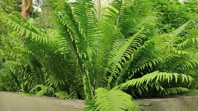 "Fresh green fern gently sways in the breeze, immersing the viewer in a peaceful, harmonious moment with nature. The soft wind caresses its delicate fronds, evoking a sense of lightness and quiet moti