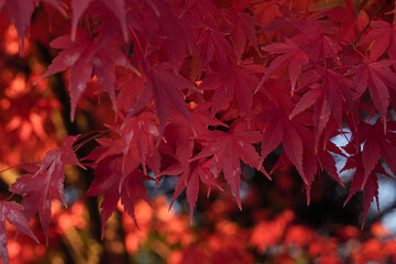 Close-up of vibrant red maple leaves in autumn.