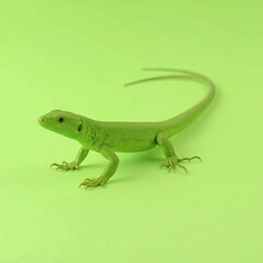 Naklejka premium Green lizard on a green background