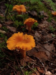 Close up of a delicious chanterelle mushroom in a forest in august.