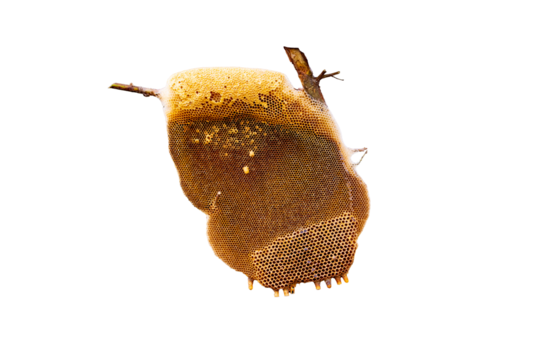 Small honeycomb yellow on branch isolated on cutout PNG or transparent background. Pattern of section of wax honeycomb yellow, gold from bee hive filled with golden honey in full frame view.