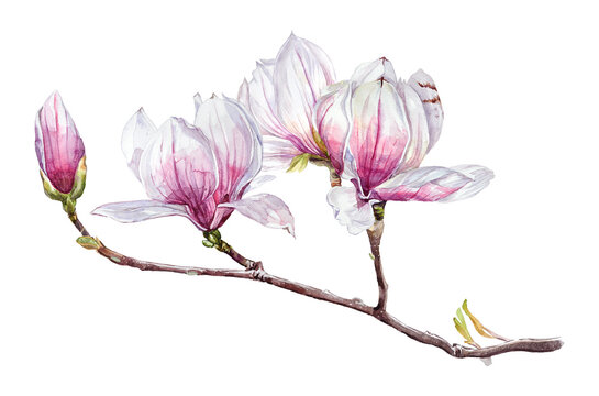 "Magnolia Buds" Images – Browse 270 Stock Photos, Vectors, and Video ...