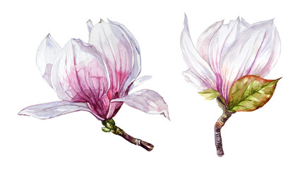 Watercolor hand-painted pink and white magnolia flowers on a transparent background. Spring flower illustrations.