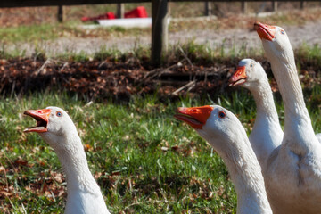 In the foreground, four white geese with vivid orange beaks stand alert on a grassy patch, their...