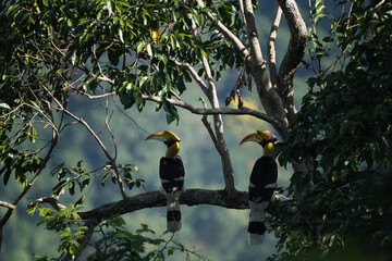 Great Hornbil bird watching in the forest