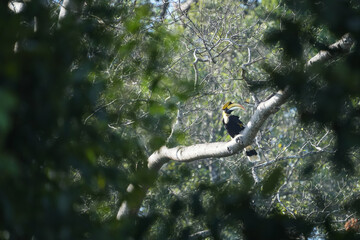 Great Hornbil bird watching in the forest