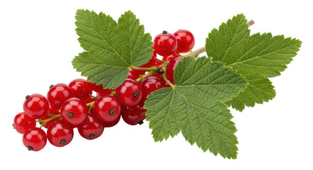 Isolated Fresh Red Currants