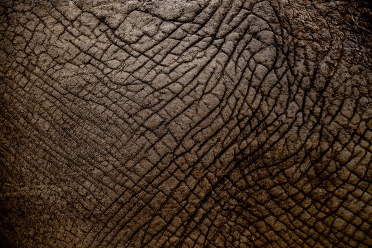 View of the intricate, textured hide of an elephant, a landscape of deep furrows and dry, cracked earth tones, a testament to time and nature, Narok, Narok, Kenya.