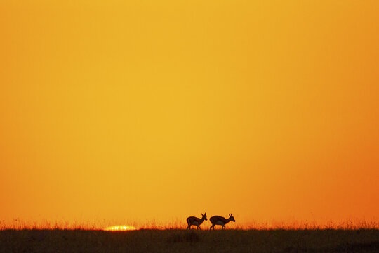 View of silhouetted antelopes grace the horizon beneath a vibrant, fiery sunset, casting long shadows across the Kenyan plains, Narok, Narok, Kenya.