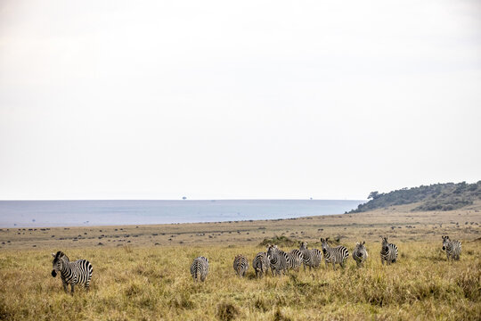 View of a dazzle of zebras graze in the golden savanna grasses, their stripes a bold contrast against the muted landscape, under a vast sky, Narok, Narok, Kenya.