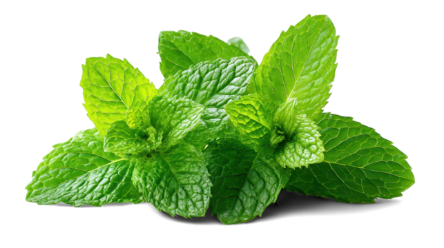 Fresh mint on white background
