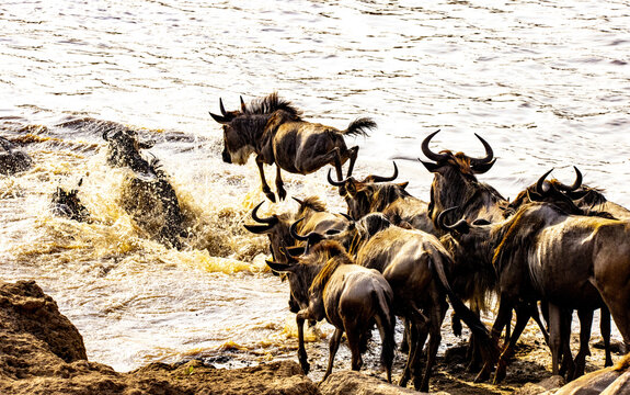 View of wildebeests leaping into the turbulent, muddy river, their dark silhouettes contrasting against the sunlit water, a dramatic spectacle, Narok, Narok, Kenya.