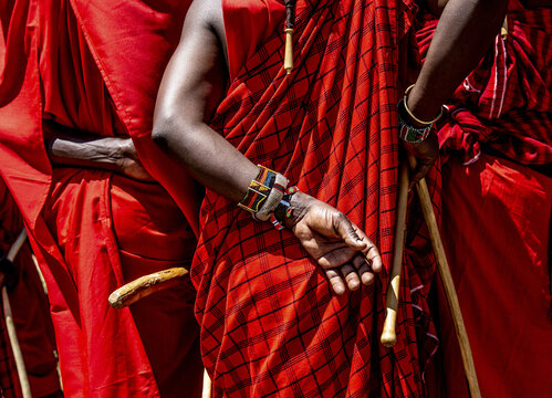 View of Maasai warriors stand resplendent in vibrant red traditional shuka cloth and beaded jewelry, holding wooden staffs in Narok, Narok, Kenya.
