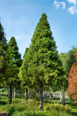 A pyramid-shaped green Christmas tree standing in a parkagainst a blue sky on a bright sunny day. Flora is the nature of a plant.