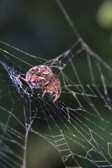 Orb weaver spider in a web in Cotacachi, Ecuador