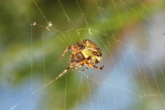 Orb weaver spider in a web in Cotacachi, Ecuador