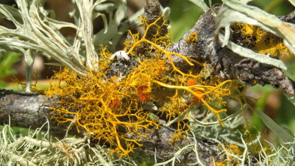 Yellow lichen growing on a stick in Cotacachi, Ecuador