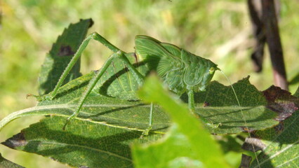 Green katydid on a leaf in Cotacachi, Ecuador