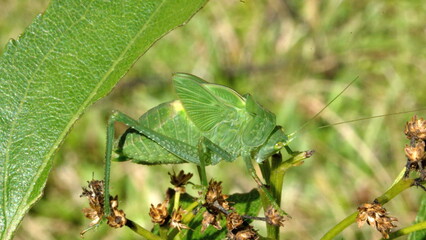 Green katydid on a leaf in Cotacachi, Ecuador