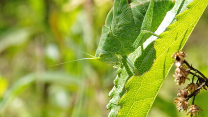 Green katydid on a leaf in Cotacachi, Ecuador