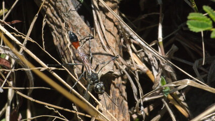 Wasp on a tree limb in Cotacachi, Ecuador