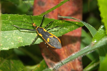 Assassin bug on a leaf in a field in Cotacachi, Ecuador