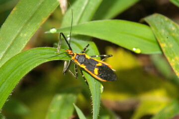Assassin bug on a blade of grass in a field in Cotacachi, Ecuador