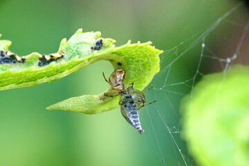 Spider in a web with a trapped fly, in Cotacachi, Ecuador