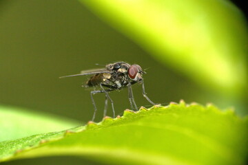 Fly on a leaf in Cotacachi, Ecuador