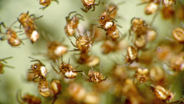 Orb weaver hatchlings in a web in Cotacachi, Ecuador - Powered by Adobe