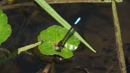 Damselfly with a blue tail on a floating leaf in a shallow pond in Cotacachi, Ecuador