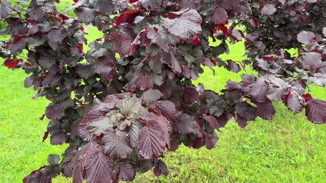 Bush of ornamental red filbert in spring overcast rainy day