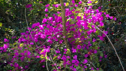 Bougainvillea bush with pink flowers in Cotacachi, Ecuador