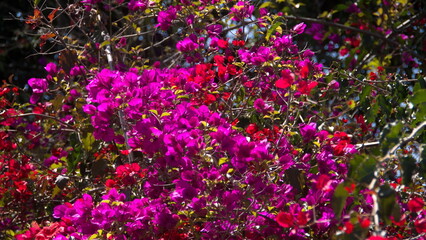 Bougainvillea bush with red and pink flowers in Cotacachi, Ecuador