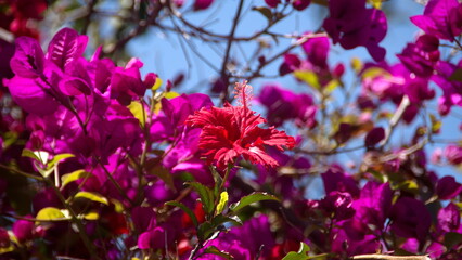 Red hibiscus growing among a pink bougainvillea bush in Cotacachi, Ecuador