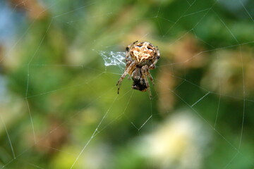 Orb weaver spider in a web with a food packet in Cotacachi, Ecuador