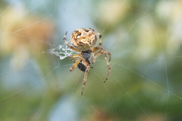 Orb weaver spider in a web with a food packet in Cotacachi, Ecuador